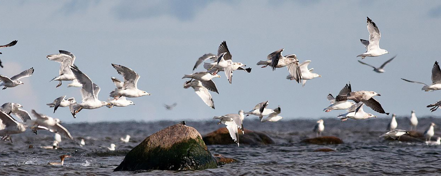 Чайки А.Френкель