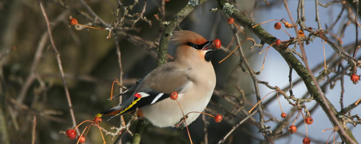 Свиристель  П.Пархаев