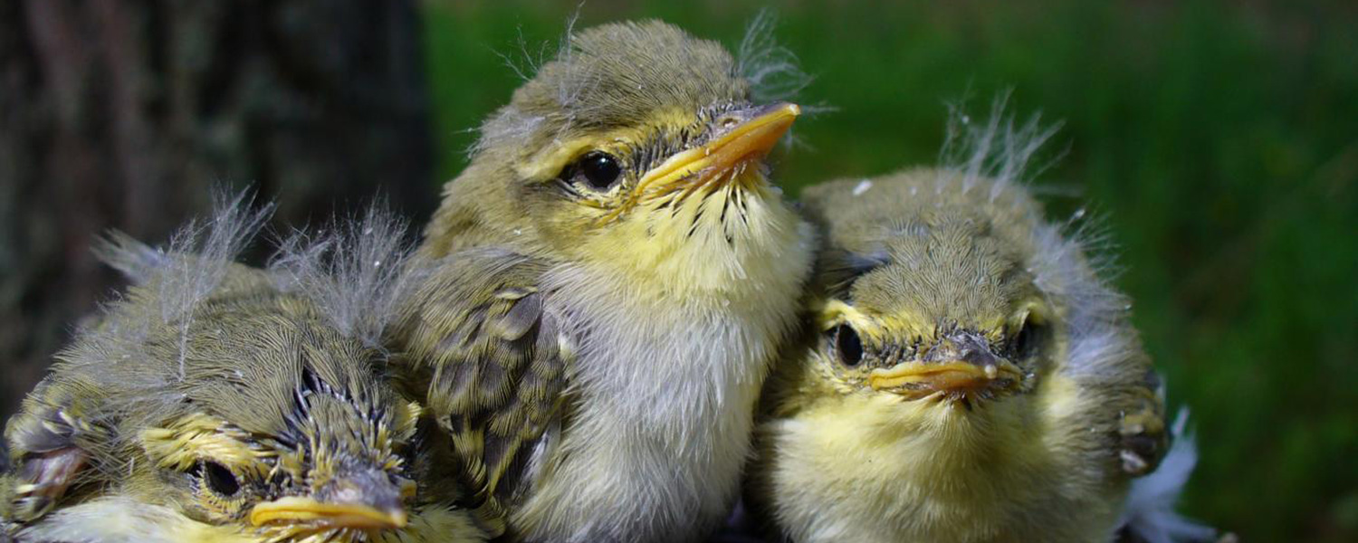 Птенцы пеночки-трещетки И.Савинич