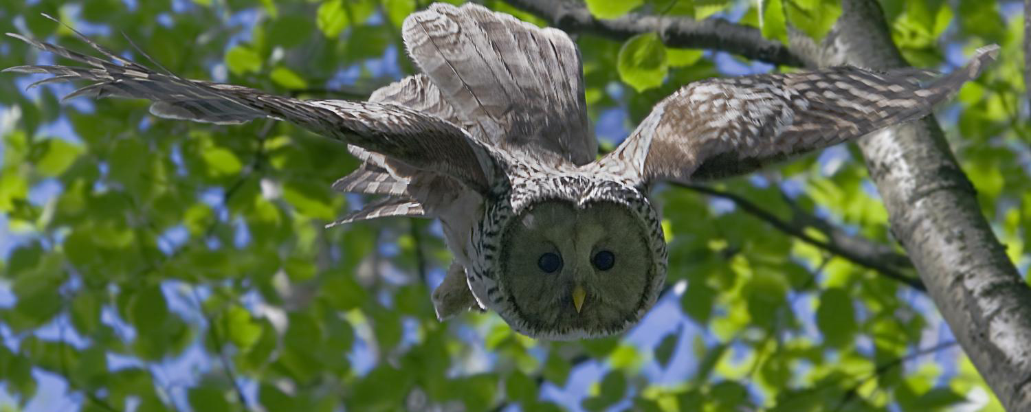 Длиннохвостая неясыть В.Шишенков