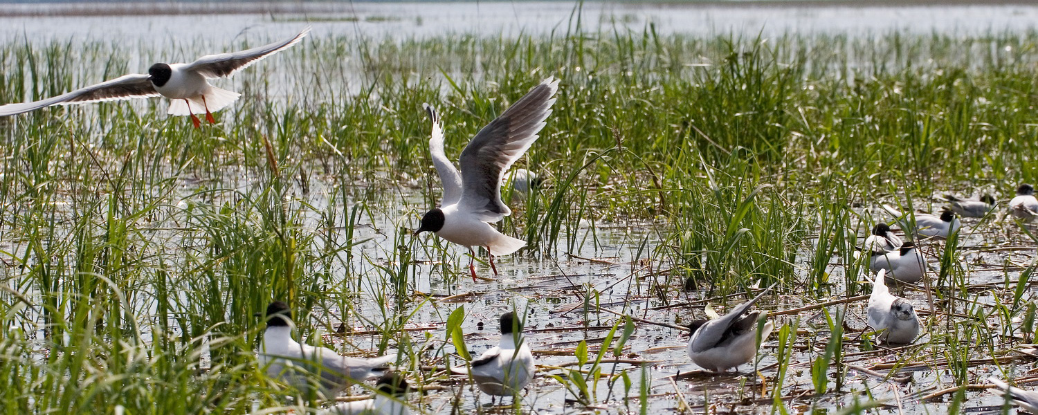 Малые чайки А.Френкель
