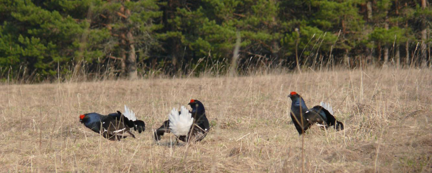 Тетерева на току А.Смирнов